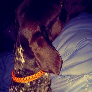 Paracord dog collar customizable